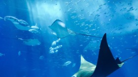 Five Tips to Make the Most of Your Trip to Ripley’s Aquarium in Myrtle Beach