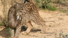 Iberian lynx