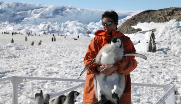 Emperor Penguins