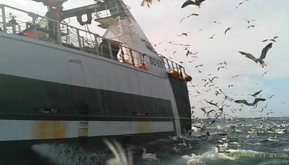 IMAGE TAKEN BY A CAMERA ON THE BACK OF A NORTHERN GANNET