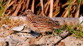 Japanese Quail