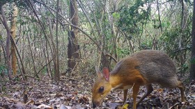 THIS IS A CAMERA TRAP IMAGE IN VIETNAM.