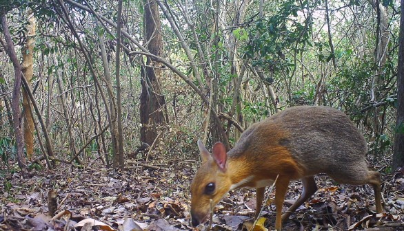 THIS IS A CAMERA TRAP IMAGE IN VIETNAM.