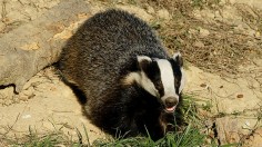 European badger 