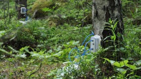 THE CHAMBERS ATTACHED TO TREES WERE USED TO MEASURE THE GREENHOUSE GAS N2O EMISSIONS IN THIS STUDY.