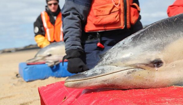 Four stranded common dolphins were released back into the sea Thursday by marine mammal rescue workers from the International Fund for Animal Welfare. 