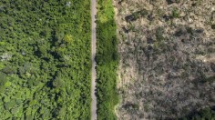 This is recently deforested land in the Amazon.