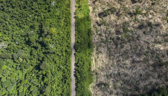 This is recently deforested land in the Amazon.