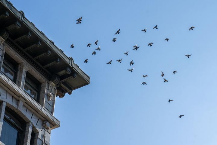 A Flock of Pigeons in Coordinated Motion