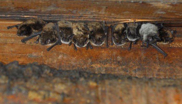 Little Brown Bats