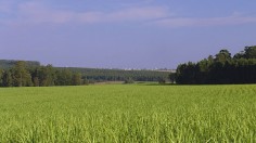 Pictured is a sugar cane field. After processing, the remains of sugar cane can be used as biofuel. 