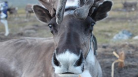  A DOMESTICATED REINDEER FROM NORTHERN MONGOLIA.