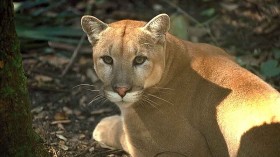 Florida Panther 