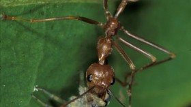 Jumping spiders defend themselves against aggressive spitting spiders with an unlikely resource: the ants that love to eat them.  