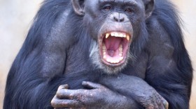 Through yawns, chimpanzees exhibit a flexibility in their capacity for empathy that's similar to humans', according to new research. 