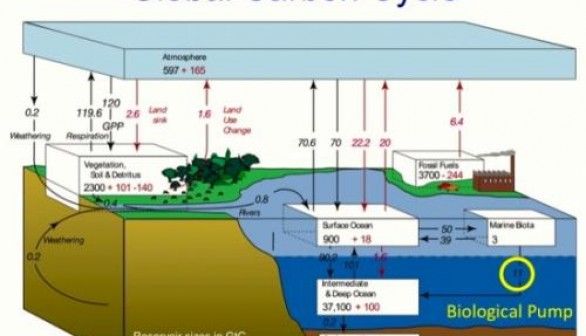 This graphic shows the global carbon budget with black arrows and values reflecting the natural carbon cycle and red the anthropogenic perturbation.