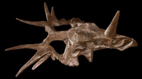 styracosaurus skull
