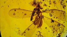 16-Million-Year-Old Fossil Shows Springtails Hitchhiking on Winged Termite 