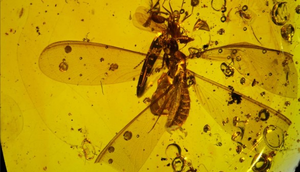 16-Million-Year-Old Fossil Shows Springtails Hitchhiking on Winged Termite 