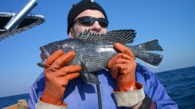 Pictured is a  black sea bass with barotrauma (note stomach protruding from mouth). 