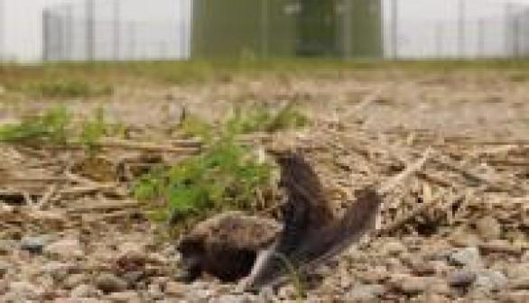 Nathusius' Bat (Pipistrellus nathusii) Killed by a Wind Turbine