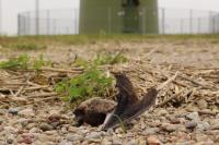 Nathusius' Bat (Pipistrellus nathusii) Killed by a Wind Turbine