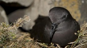 Bulwer's Petrel