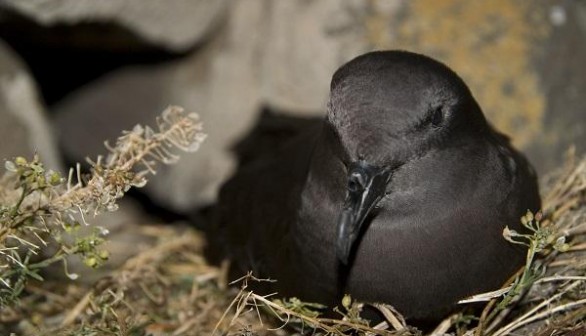 Bulwer's Petrel