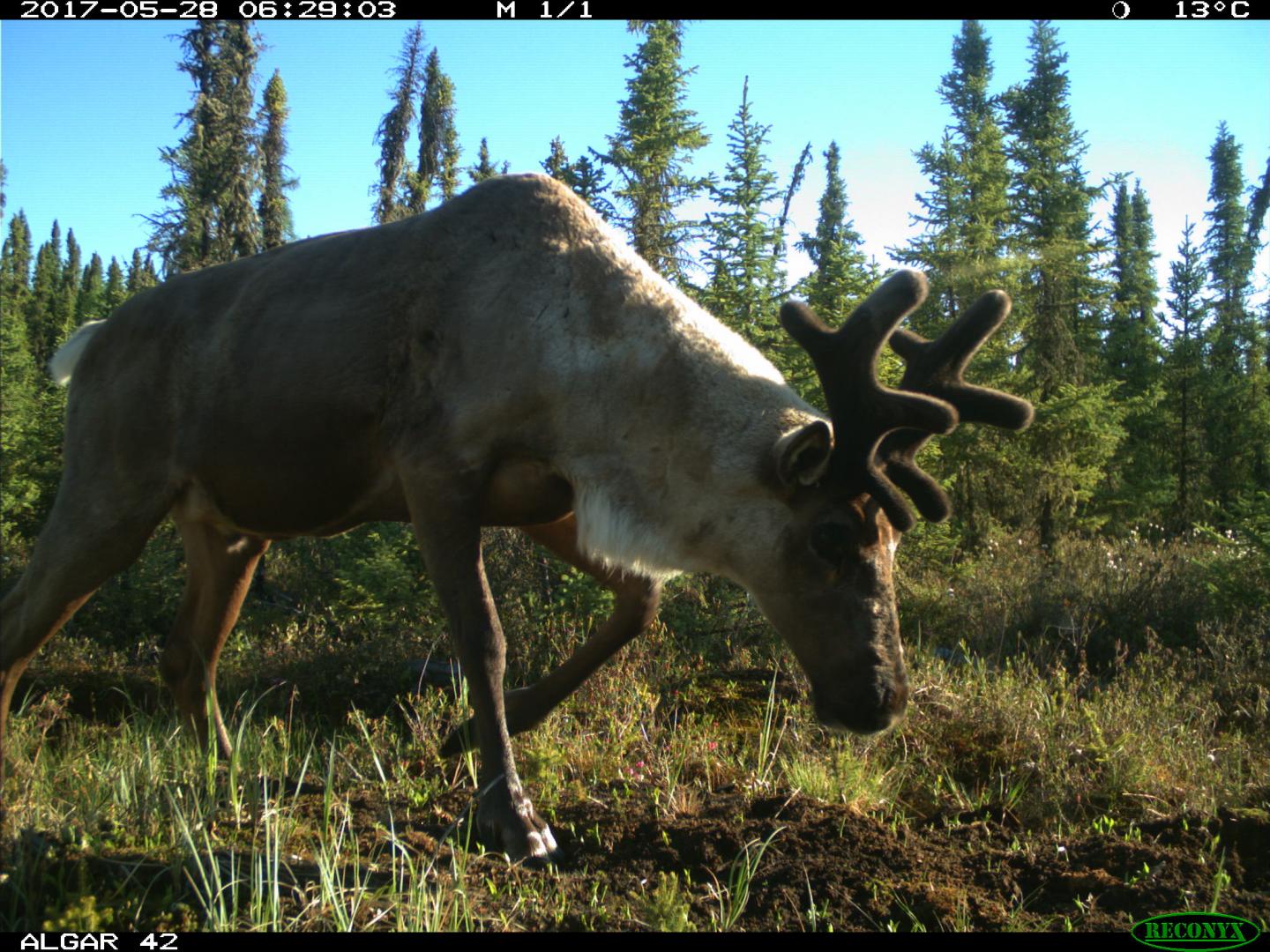 Habitat Restoration Alone Not Enough to Support Threatened Caribou UBC