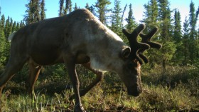 Caribou on a Restored Seismic Line