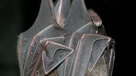 Frugivorous bats (Carollia sowelli) in Costa Rica.