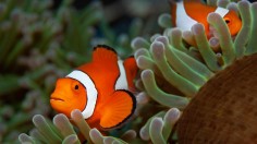 Clownfish/Anemones
