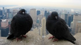 city birds, Rock Pigeons in Manhattan 