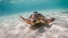  SEA TURTLE EQUIPPED WITH AN ANIMAL-BORNE SENSOR