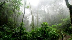 Amazon forest