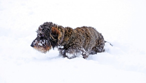 Dogs on snow