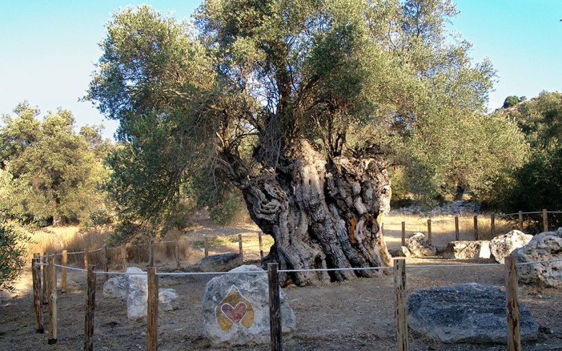 Olive Tree