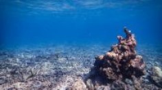 A Coral Rubblefield in Sulawesi, Indonesia 