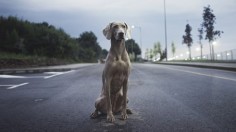 Five of the best dog-friendly beaches in Australia