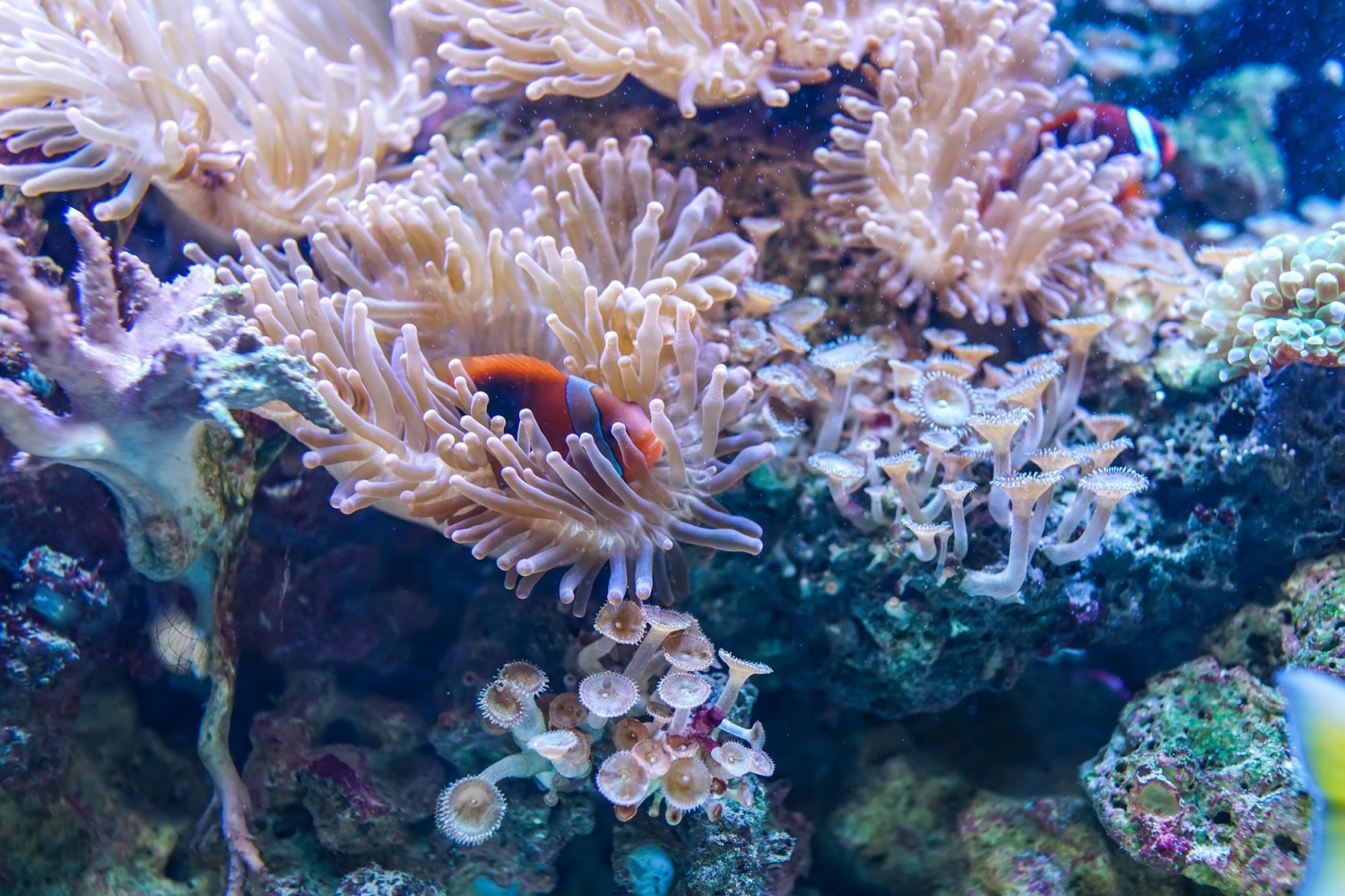 Dying Coral Reef 'Could Be Revived' By Playing Sounds of Healthy Coral