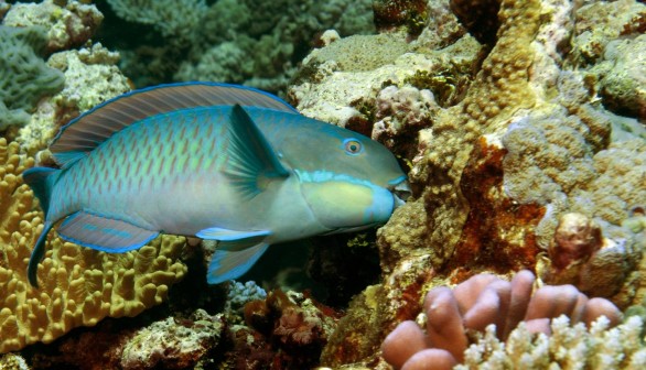  PARROTFISH NUMBERS RISE AS REEF QUALITY DECREASES.