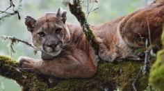 MOUNTAIN LION