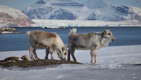  REINDEER GRAZING ON AN OPEN PATCH OF VEGETATION SURROUNDED BY ICE AND SNOW.