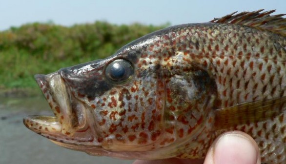 THIS IS ONE OF THE NEW PREDATOR CICHLID FISH SPECIES THAT EVOLVED IN LAKE MWERU