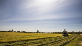 Rice Field