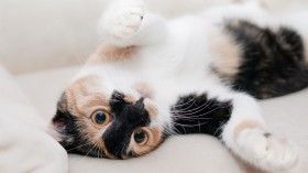 What to Look for When Adopting a Cata
