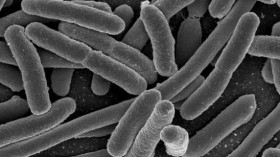 E. coli bacteria