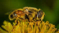 Why People Want to Replace Bees with Pollinating Drones