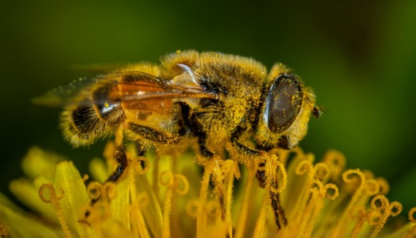 Why People Want to Replace Bees with Pollinating Drones