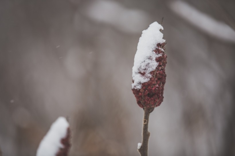 Winter plant